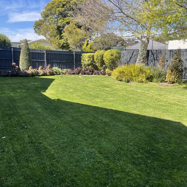 Fresh lawn mowing with palm trees