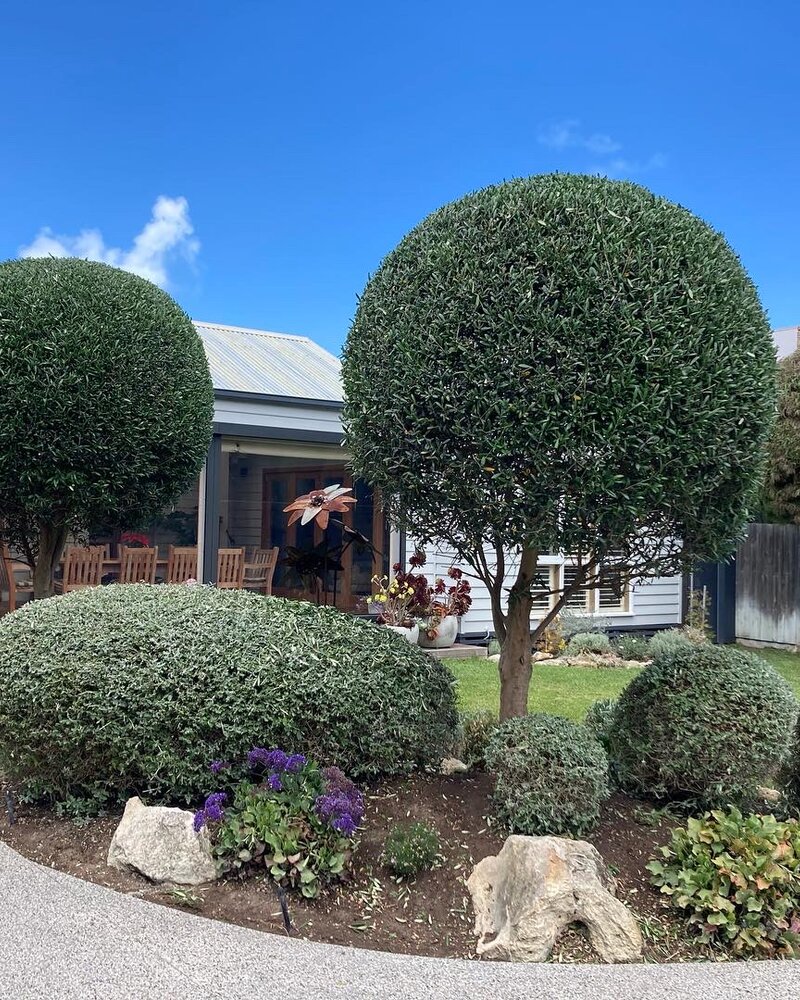 Beautifully shaped topiary bushes and garden beds maintained by Geurts Lawn Mowing