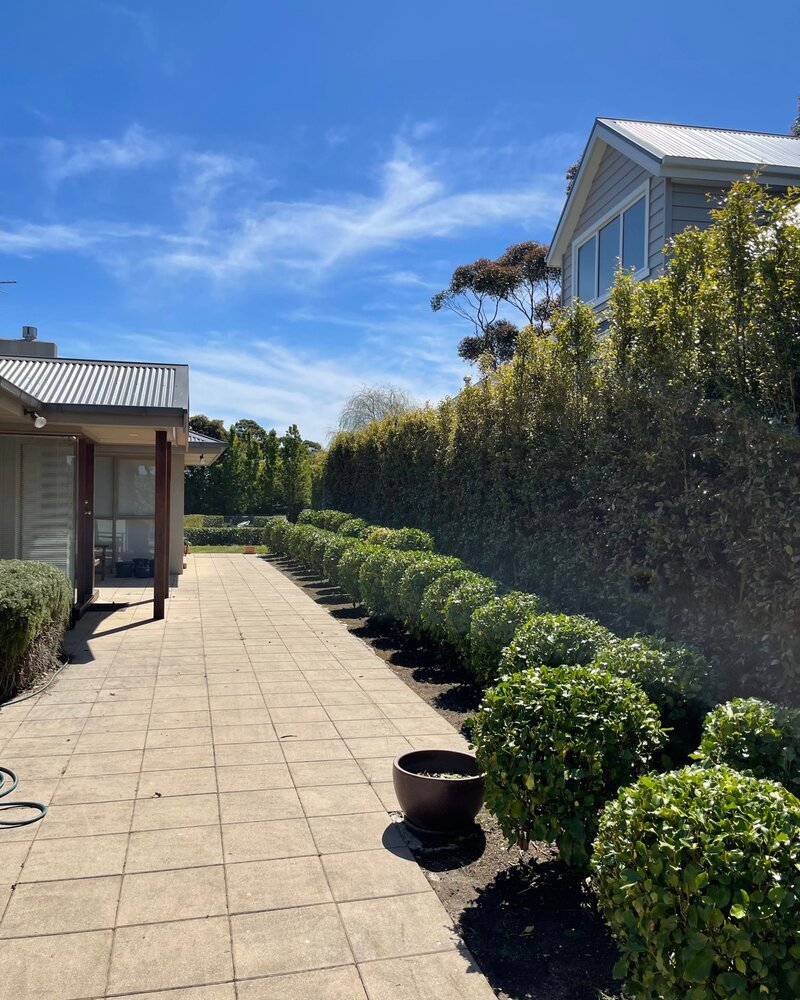Neatly trimmed hedges along a driveway on the Mornington Peninsula